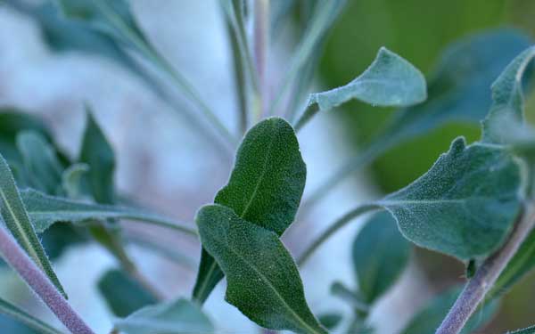 Boechera perennans, Perennial Rockcress, Southwest Desert Flora